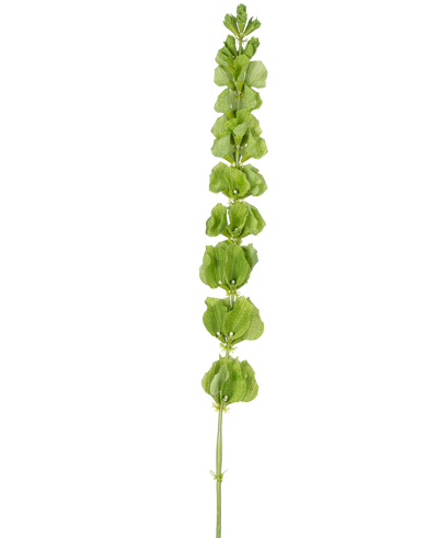 De Kunstbloem Klokjes uit Ierland 98 cm heeft een enkele rechtopstaande groene stengel met meerdere ronde groene bladeren of schutbladeren die gelijkmatig over de lengte verdeeld zijn, op een effen witte achtergrond.