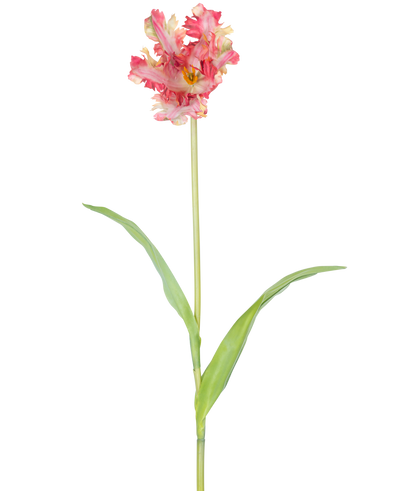 Een Kunstbloem Franse Parkiet Tulp 76 cm in rood/geel met ruches op de bloemblaadjes, een lange groene steel en twee langwerpige groene bladeren, tegen een witte achtergrond.