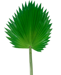 Artificial magazine Washingtonia 83cm