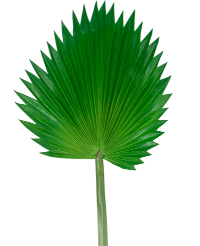Het Kunstblad Washingtonia 83cm is een groot, groen kunstmatig waaierpalmblad met een lange steel, afgebeeld tegen een effen witte achtergrond.