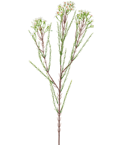 De Kunsttak Waxflower 78 cm creme heeft een enkele hoge steel met dunne groene blaadjes en trosjes kleine, roomwitte bloemen aan de bovenkant, tegen een effen, lichte achtergrond.