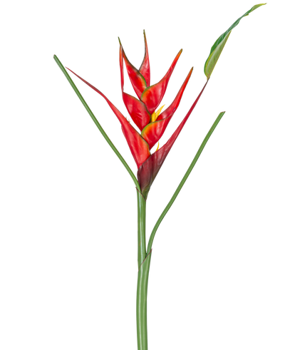 De Kunstbloem Heliconia 90 cm rood heeft een enkele kunst Heliconia bloem met levendige rode en gele schutbladeren op een lange groene steel, compleet met slanke bladeren, perfect om te laten zien tegen een witte achtergrond.