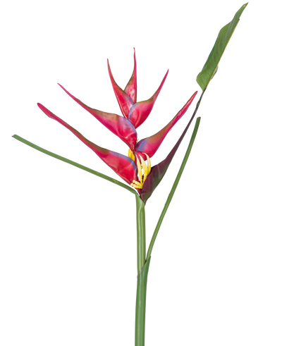 Een enkele steel van de Kunstbloem Heliconia 90 cm fuchsia, een tropische kunstplant met lange groene bladeren, tegen een witte achtergrond.