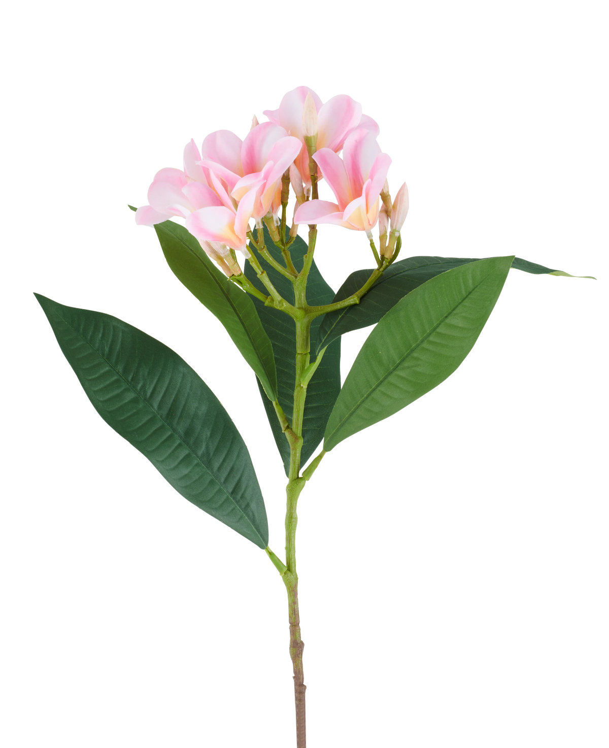 A 75cm artificial Plumeria flower, pink/cream, with one stem, large green leaves and a cluster of pale pink plumeria flowers at the top, pictured against a white background.