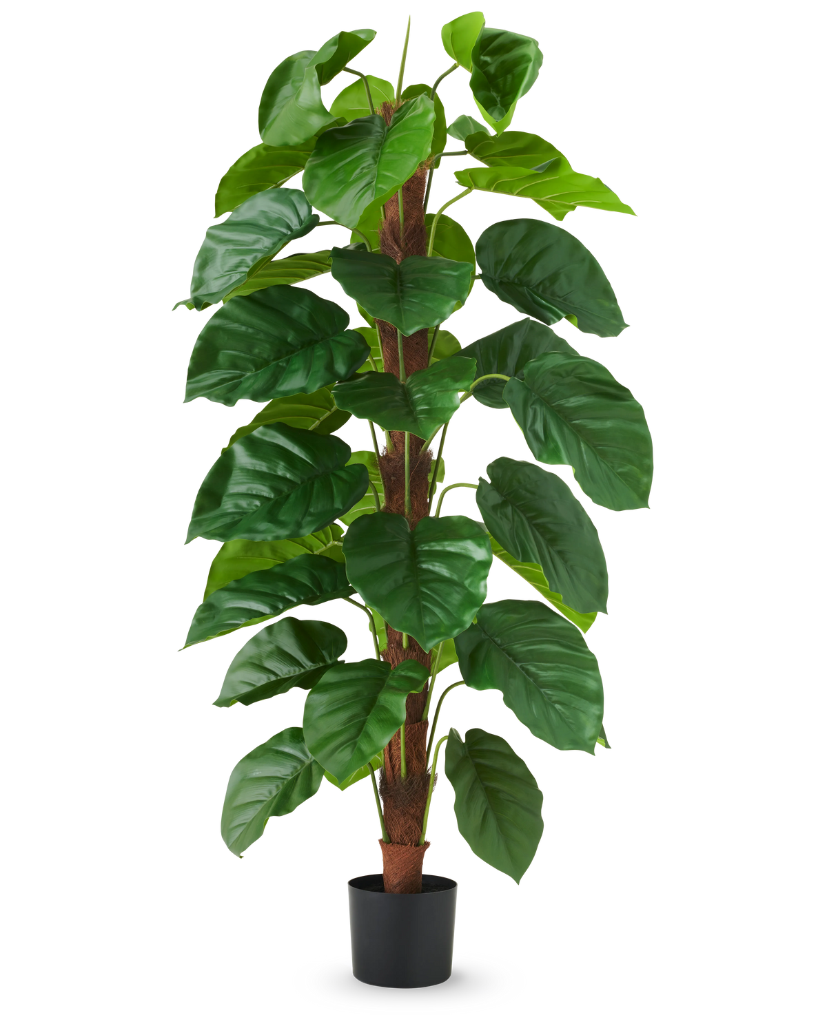 The Artificial Plant Epipremnum aureum 150 cm is a tall artificial plant with large, glossy green leaves, presented in a black pot against a plain white background.