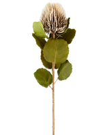 A single artificial Banksia flower, 59 cm tall, in cream and brown, with round green leaves and a light brown, spiky, cone-shaped flower head against a plain white background.
