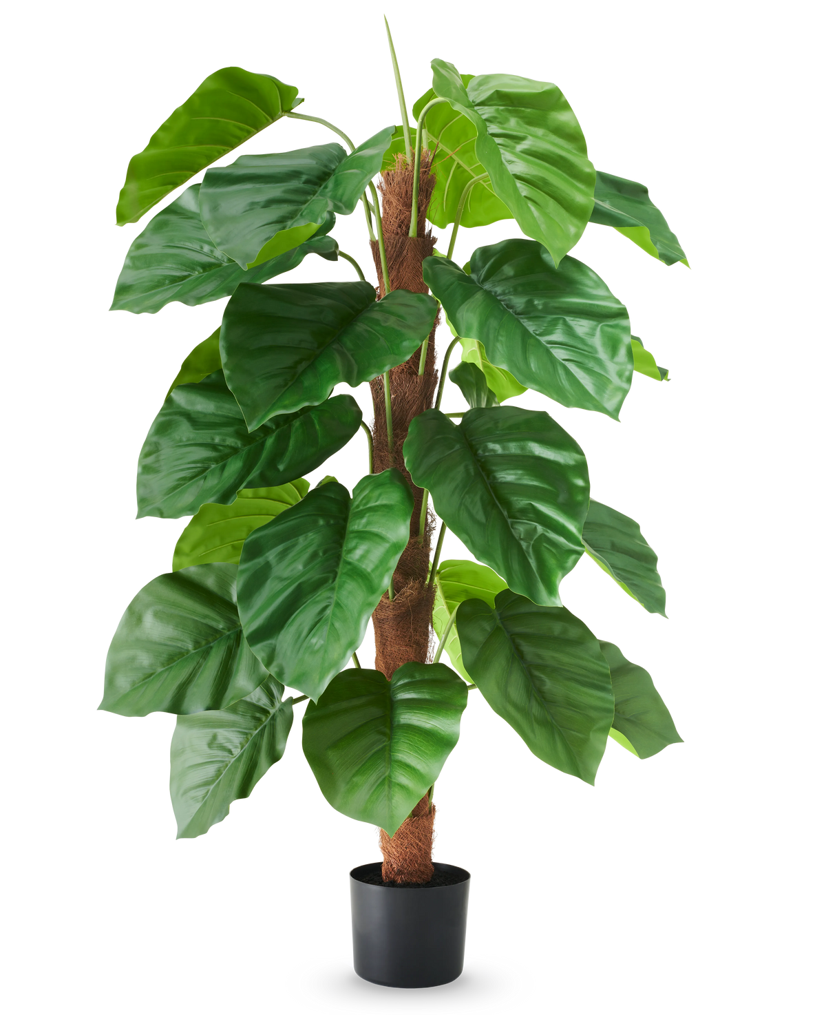 An artificial plant Epipremnum aureum, 120 cm high, with large, glossy green leaves in a black pot, depicted against a plain white background.