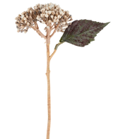 An artificial flower: dried hydrangea of ​​38 cm in cream/brown, with clusters of beige buds and one dark green, serrated leaf against a white background.