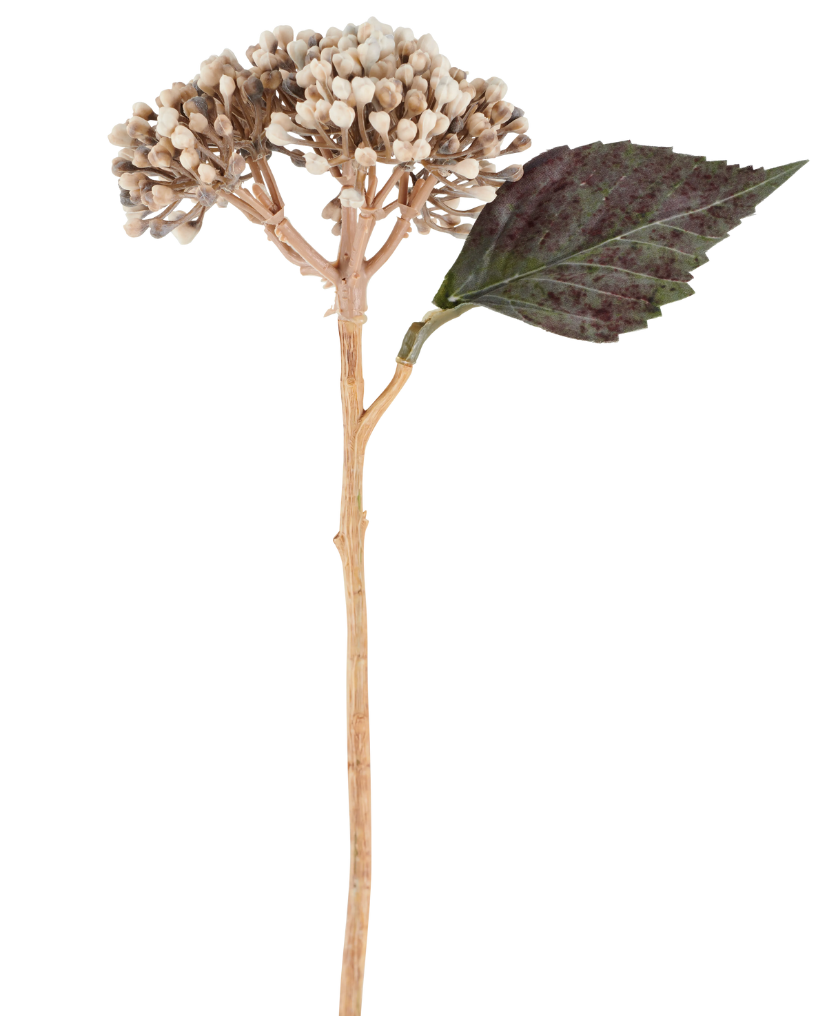 An artificial flower: dried hydrangea of ​​38 cm in cream/brown, with clusters of beige buds and one dark green, serrated leaf against a white background.