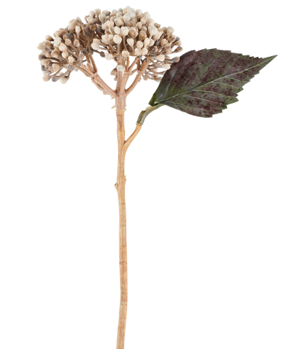 An artificial flower: dried hydrangea of ​​38 cm in cream/brown, with clusters of beige buds and one dark green, serrated leaf against a white background.
