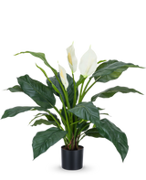 De Kunstplant Spathiphyllum wit 85 cm is een realistische potplant met grote, donkergroene bladeren en drie witte bloemen tegen een effen witte achtergrond - een stijlvolle kamerplant voor elk interieur.