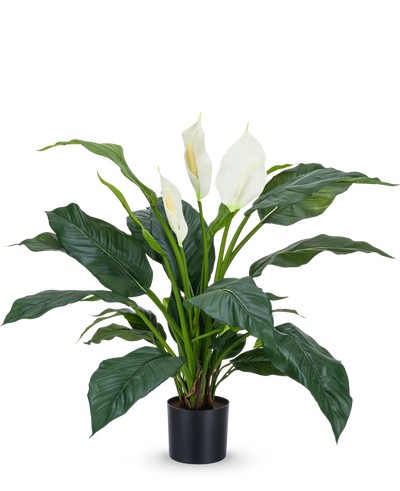 De Kunstplant Spathiphyllum wit 85 cm is een realistische potplant met grote, donkergroene bladeren en drie witte bloemen tegen een effen witte achtergrond - een stijlvolle kamerplant voor elk interieur.
