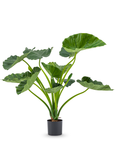 De Kunstplant Alocasia Calioora 80 cm heeft grote groene bladeren en stevige stelen. Deze levensechte kunstplant is perfect als stijlvolle toevoeging aan ieder interieur en staat prachtig tegen een witte achtergrond.