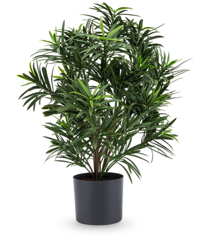 De Kunstplant Podocarpus 47 cm heeft lange, smalle bladeren en wordt geleverd in een strakke donkere pot, waardoor het een stijlvolle kamerplant is voor elke kamer. Tegen een witte achtergrond voegt hij weelderig groen toe aan je kamer.