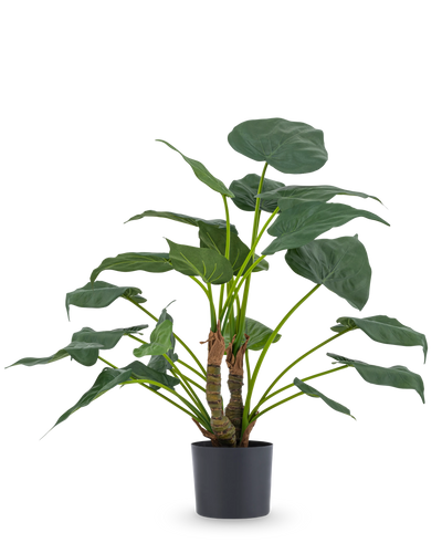 De Kunstplant Alocasia Cucullata UV 53 cm heeft grote, hartvormige bladeren en dikke stelen, weergegeven in een eenvoudige zwarte pot tegen een effen witte achtergrond.
