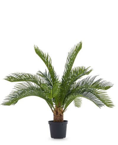 De Kunstpalm Baby Cycus 45 cm heeft lange groene bladeren en een dikke stam in een zwarte pot. Deze onderhoudsvrije kunstplant is een stijlvolle keuze voor elk interieur, vooral tegen een witte achtergrond.