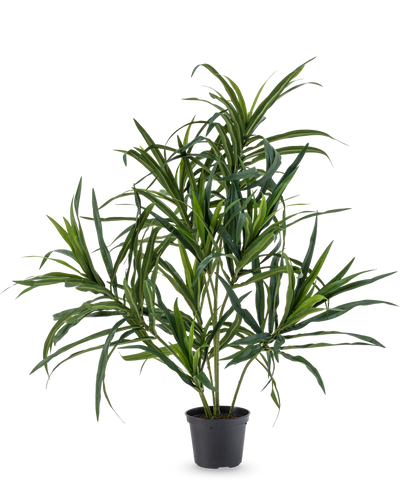 De Kunstplant Dracaena Reflexa in pot UV 63 cm heeft lange, slanke groene bladeren op dunne stelen, ideaal om een vleugje tropische flair in je interieur te brengen tegen een effen witte achtergrond.