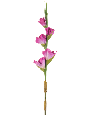 Een enkele stengel Kunstbloem Gladiolen 83 cm fuchsia heeft vier levendige roze bloemen op een groene steel, tegen een effen witte achtergrond.