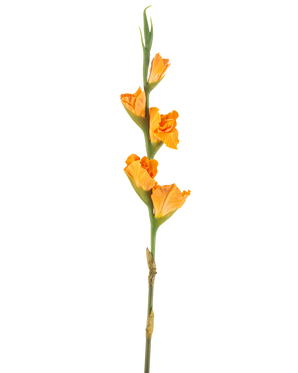 De Kunstbloem Gladiolen 83 cm oranje heeft een lange groene steel met meerdere oranje gladioolbloemen op een witte achtergrond.