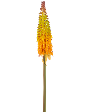 De Kunstbloem Fakkellelie 80 cm groen/geel heeft een hoge kunstbloem met een groene steel en een kegelvormige tros kleine bloemen die van geel aan de bovenkant naar oranje aan de onderkant verkleuren, tegen een witte achtergrond.