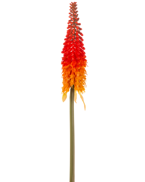 De Kunstbloem Fakkellelie 80 cm oranje heeft een hoge kunstbloem met een lange groene steel en een kegelvormige tros oranje bloemblaadjes, tegen een effen witte achtergrond.