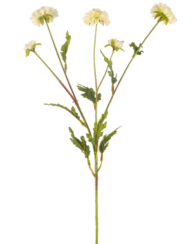 De Kunstbloem Pompon chrysant 69 cm crème/roze heeft een groene stengel die zich vertakt in vijf kleinere stengels, elk bekroond met een ronde crème-roze bloem en omringd door gekartelde groene bladeren, alles tegen een effen witte achtergrond.