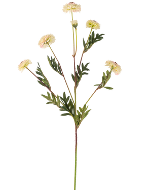 De Kunstbloem Pompon chrysant 69 cm crème/roze heeft een enkele steel met meerdere crèmeroze, margrietachtige bloemen en groene, varenvormige bladeren tegen een effen witte achtergrond.
