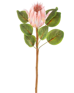 De Kunstbloem Protea 65 cm roze is een enkele kunstroze protea bloem met grote groene bladeren en een lange bruine steel, tegen een effen witte achtergrond.