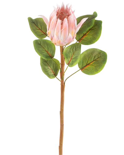 De Kunstbloem Protea 65 cm roze is een enkele kunstroze protea bloem met grote groene bladeren en een lange bruine steel, tegen een effen witte achtergrond.