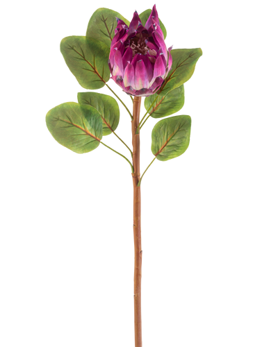 De Kunstbloem Protea 65 cm paars heeft een enkele kunstmatige paarse protea bloem met groene bladeren en een lange bruine steel, tegen een witte achtergrond.