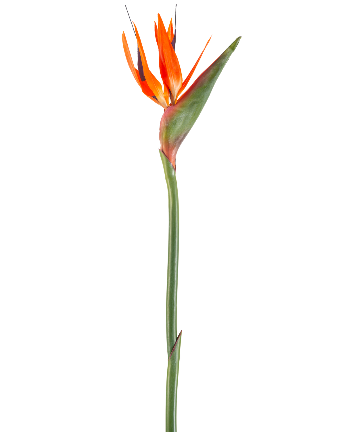 The Artificial Flower Bird of Paradise 99 cm coral is an artificial flower with pointed petals and a green stem, depicted against a white background.