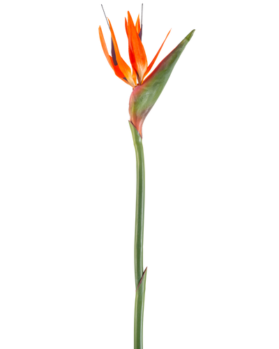 De Kunstbloem Paradijsvogel 99 cm koraal is een kunstbloem met puntige bloemblaadjes en een groene steel, afgebeeld tegen een witte achtergrond.