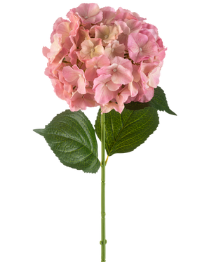 De Kunstbloem Hortensia 75 cm roze heeft een enkele roze hortensia bloem met fijne bloemblaadjes en twee grote groene bladeren op een lange groene steel, tegen een witte achtergrond.
