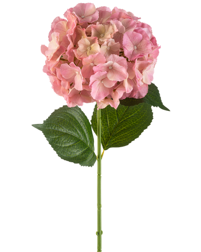 De Kunstbloem Hortensia 75 cm roze heeft een enkele roze hortensia bloem met fijne bloemblaadjes en twee grote groene bladeren op een lange groene steel, tegen een witte achtergrond.