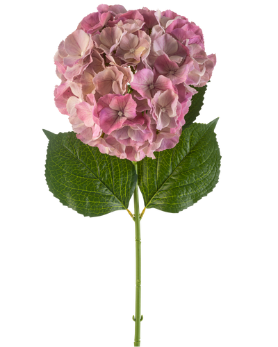 De Kunstbloem Hortensia 75 cm mauve heeft een enkele mauve hortensiabloesem met groene bladeren op een lange steel, tegen een witte achtergrond.
