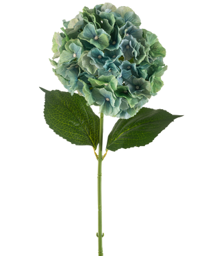 De Kunstbloem Hortensia 75 cm pauwblauw heeft een enkele blauwe kunsthortensia met ronde trossen bloemblaadjes en twee grote groene bladeren op een lange steel, geïsoleerd op een witte achtergrond.