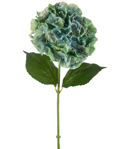 De Kunstbloem Hortensia 75 cm pauwblauw heeft een enkele blauwe kunsthortensia met ronde trossen bloemblaadjes en twee grote groene bladeren op een lange steel, geïsoleerd op een witte achtergrond.
