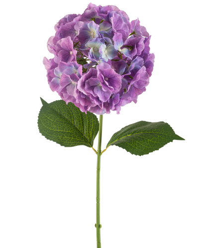 De Kunstbloem Hortensia 75 cm paars heeft een enkele kunsthortensiastam met grote, ronde trossen paarse bloemblaadjes en twee brede groene bladeren, tegen een witte achtergrond.
