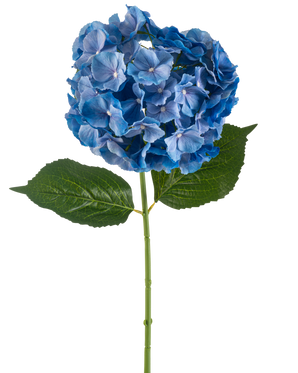 De Kunstbloem Hortensia 75 cm blauw heeft een enkele blauwe hortensiasteel met een ronde tros bloemblaadjes en twee grote groene bladeren op een effen witte achtergrond.