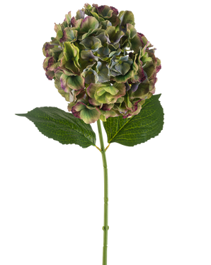 De Kunstbloem Hortensia 75 cm groen heeft een enkele hortensiastam met twee grote groene bladeren en een volle bloei van groene, paarse en bordeauxrode bloemblaadjes, tegen een witte achtergrond.