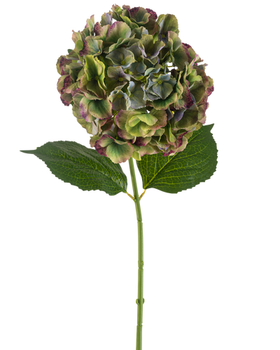 De Kunstbloem Hortensia 75 cm groen heeft een enkele hortensiastam met twee grote groene bladeren en een volle bloei van groene, paarse en bordeauxrode bloemblaadjes, tegen een witte achtergrond.