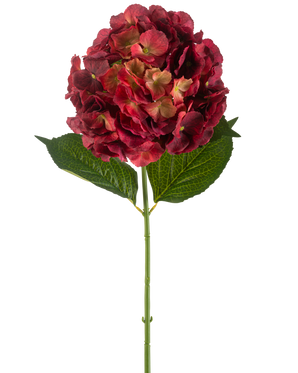 De Kunstbloem Hortensia 75 cm bordeaux heeft een enkele kunsthortensiastam met bordeaux bloemblaadjes en twee grote groene bladeren, tegen een effen witte achtergrond.