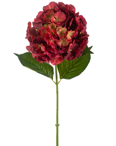 De Kunstbloem Hortensia 75 cm bordeaux heeft een enkele kunsthortensiastam met bordeaux bloemblaadjes en twee grote groene bladeren, tegen een effen witte achtergrond.