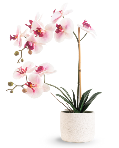 De Kunst Orchidee Real Touch 60 cm roze/wit heeft lichtroze en witte bloemen met donkergroene bladeren, ondersteund door een bamboestok, tegen een effen witte achtergrond.
