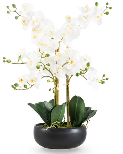 De Kunst Orchidee Real Touch 50 cm wit in zwarte pot is een elegante display met witte orchidee bloemen met een geel hart, groene knoppen en brede donkergroene bladeren in een zwarte pot van keramiek.