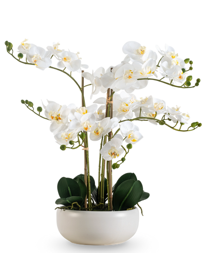 Een Kunst Orchidee Real Touch 50 cm in wit, met meerdere bloemen en knoppen, elegant gepresenteerd in een bijpassende witte pot.