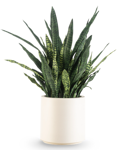 Een Kunst Sansevieria Zeylanica, 43 cm hoog met lange bonte bladeren, wordt geleverd in een beige pot en is afgebeeld tegen een effen witte achtergrond.