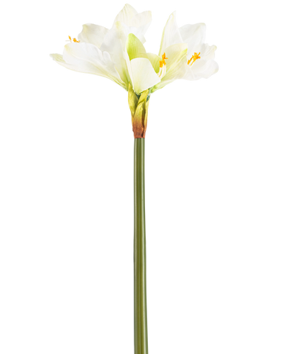 De Kunstbloem Amaryllis Real Touch wit 66 cm heeft een hoge groene steel met een aantal grote witte Amaryllis bloemen aan de bovenkant, tegen een effen witte achtergrond.