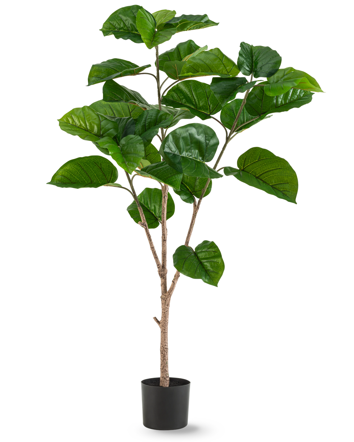The Artificial Plant Ficus Rumphii 150 cm is a tall artificial plant with wide, glossy green leaves and several light brown stems, in a simple black pot against a plain white background.