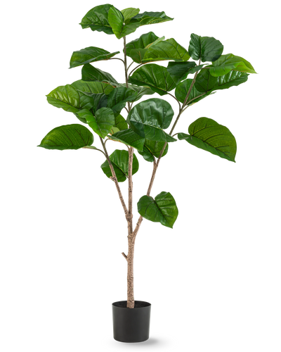 De Kunstplant Ficus Rumphii 150 cm is een hoge kunstplant met brede, glanzende groene bladeren en meerdere lichtbruine stengels, in een eenvoudige zwarte pot tegen een effen witte achtergrond.